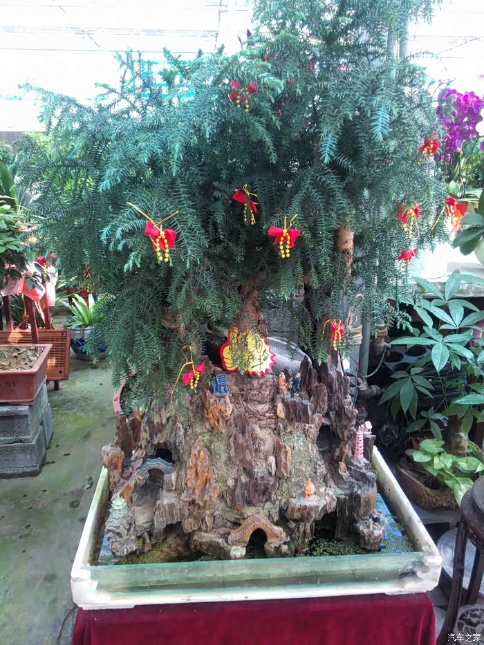 扬州江都阿波罗花木市场