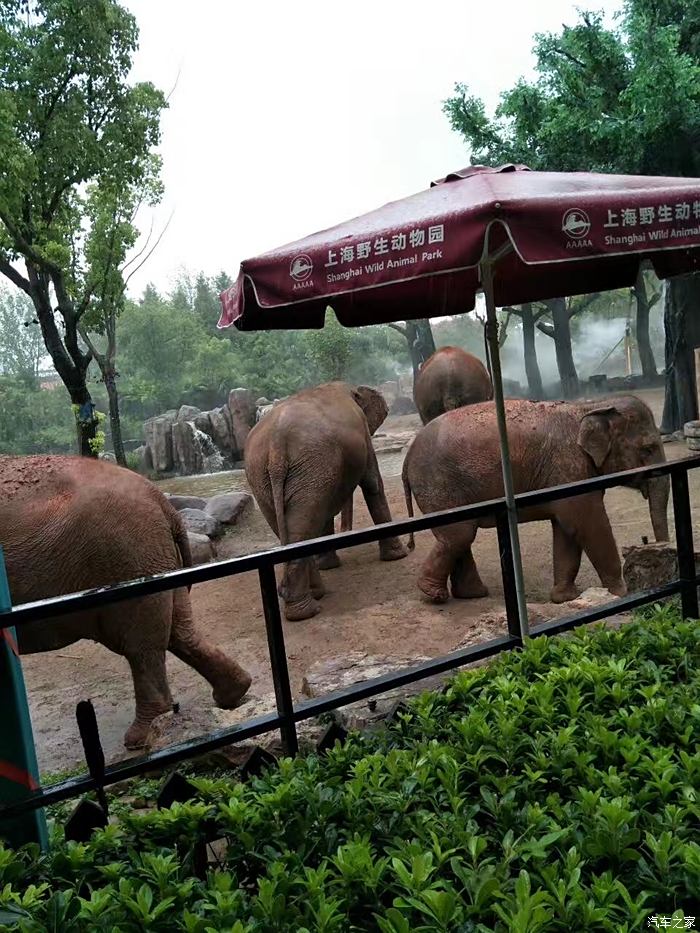 昆山cs75官方车友会暑期重游上海野生动物园孩子们的天堂