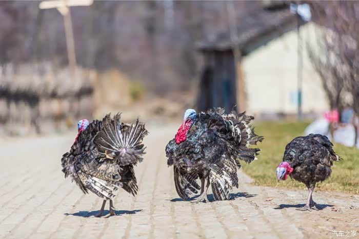 木屋村拍摄,炸毛的火鸡!