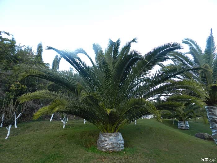 海枣,还没成的干,叶子有点儿像凤尾蕉,但那么硬.