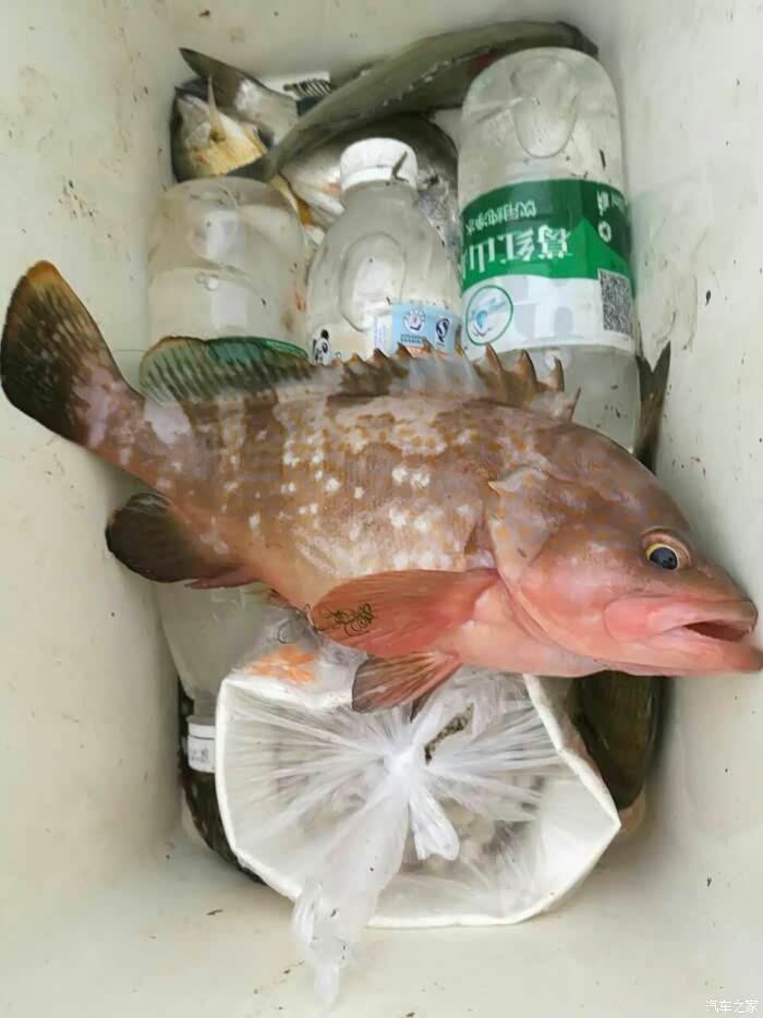 今天钓的东星斑