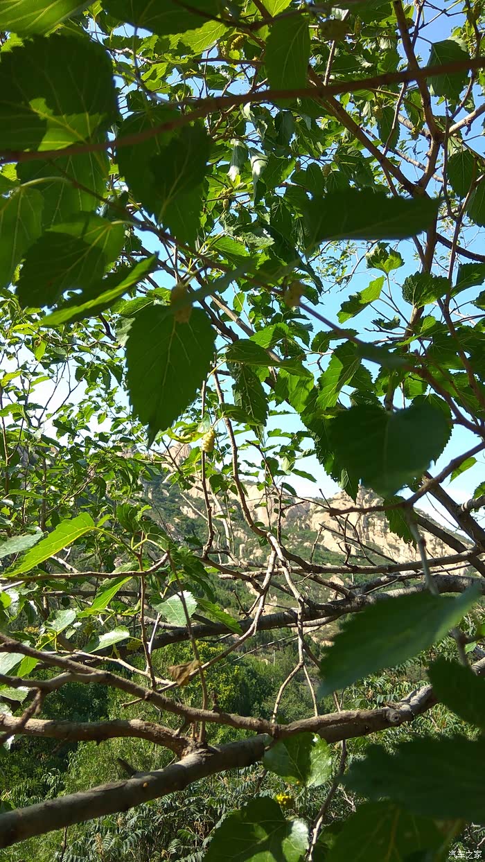 白桑子熟白桑子有点透亮比紫桑子吃如果还发青说明