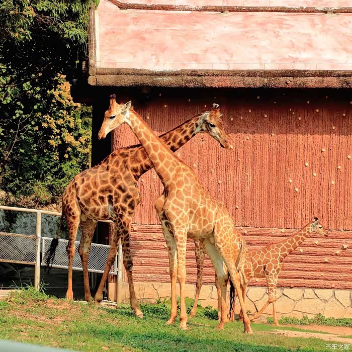 野生动物园观赏记