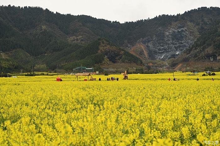 开化油菜花