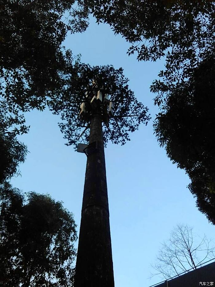 大夫山山顶图片