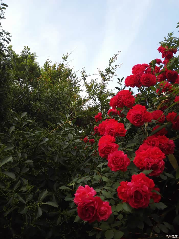 月季花开我的楼兰