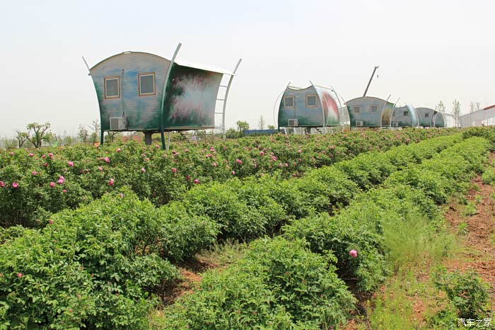 周末游即墨玫瑰小镇