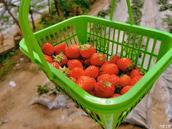 春暖花开,跟着我的小伊去摘草莓啦