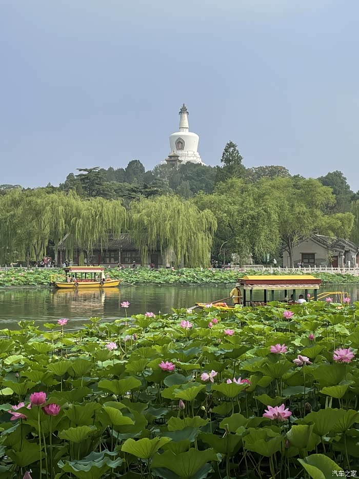 小暑节气北海公园的荷花盛开了