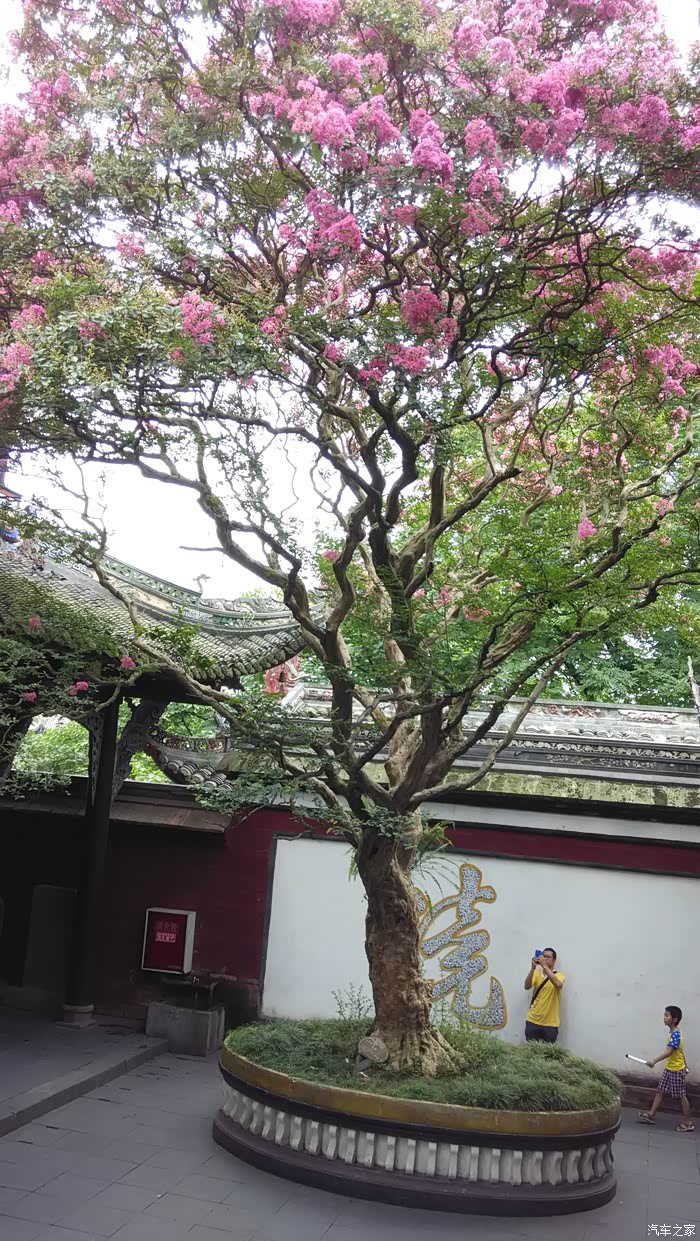 都江堰景区百年的紫薇树