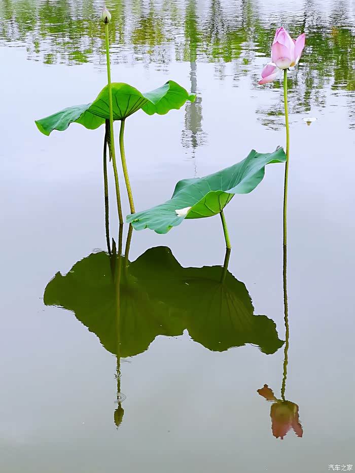 亭亭玉立的荷花净植水中