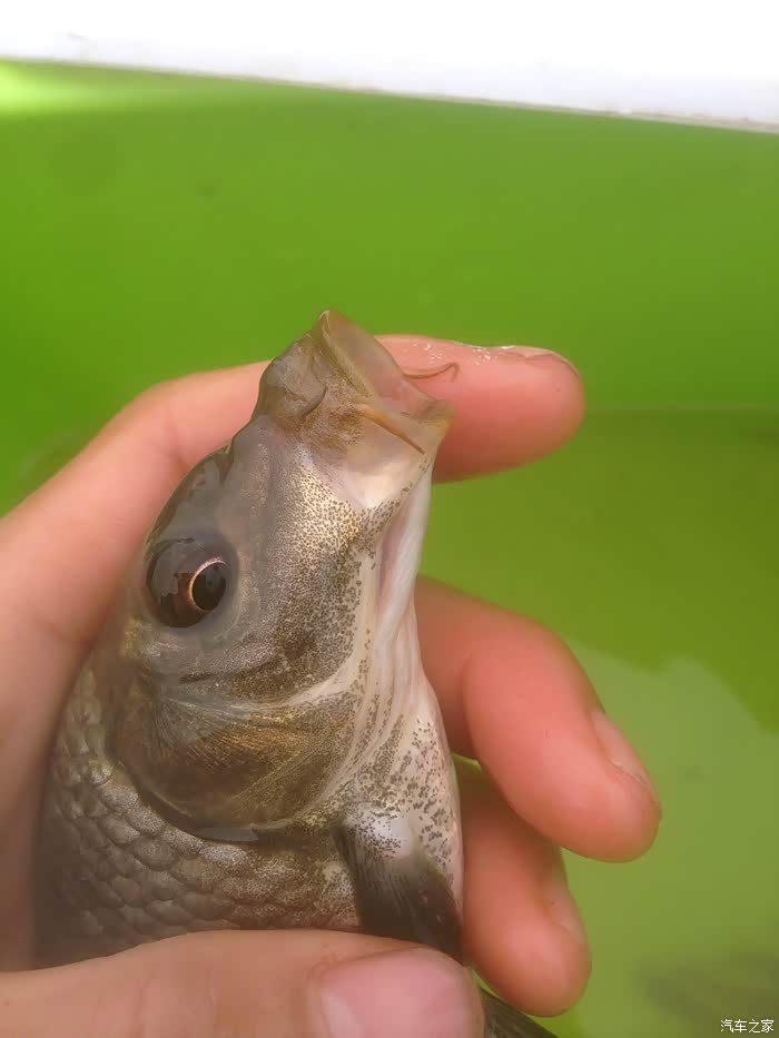 什么鬼这个鲤鱼变异了吗好诡异