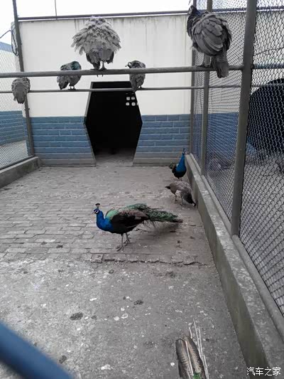 昨天,南通奇瑞车友们开沙岛年会小聚