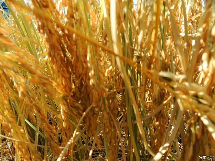 水稻果实非常饱满    今年丰收年  替辛辛苦苦农民兴