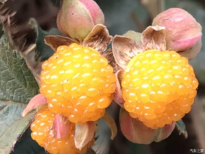 五月的水果与幸福远景相约