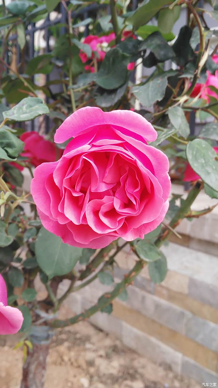 石家庄cs35车友会石家庄市市花欣赏