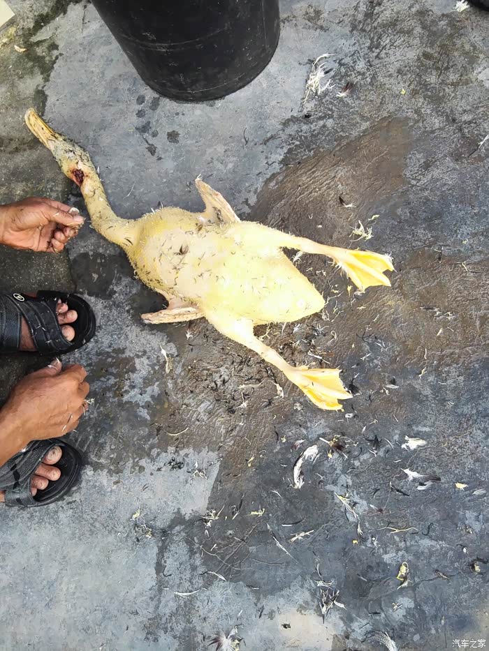 同学父亲养的吃玉米粗粮鸭子,黄的皮,吃起来爽歪歪