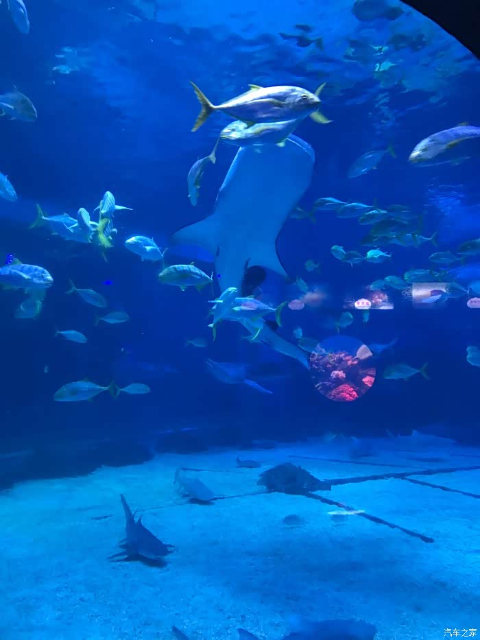 烟台鲸鲨海洋公园畅游记