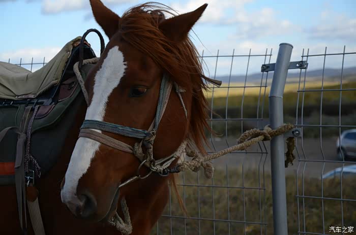 二屌欢乐坝上游照相水平差请海涵