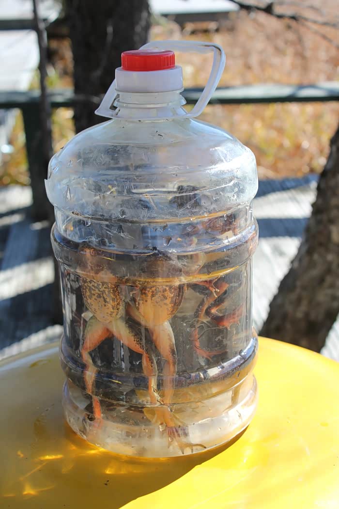 东北蛤蟆,据说正肥,不错的酒菜.