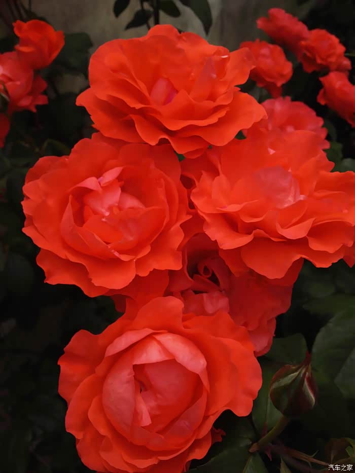 月季花开我的楼兰