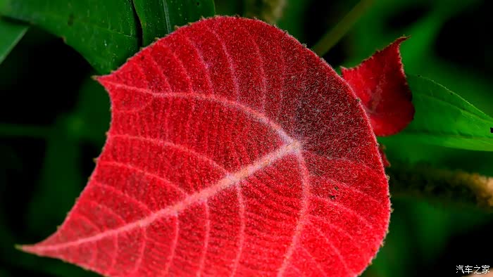 最美的叶子不看你会后悔的