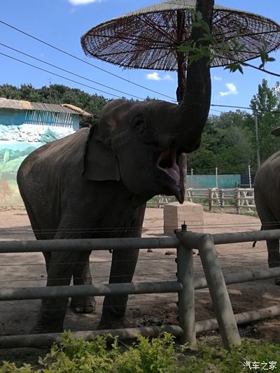 2017.6.1棋盤山動物園