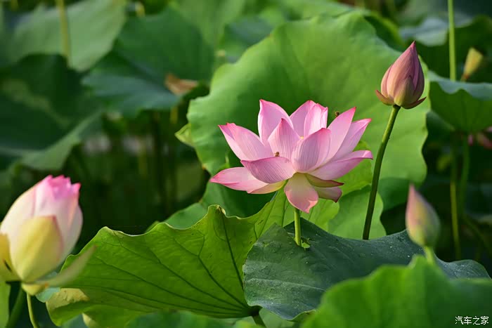 荷色生香【广汉南兴欢喜花田】