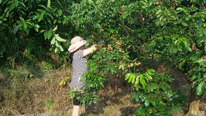 游石门,摘龙眼,轻松快乐休闲游.