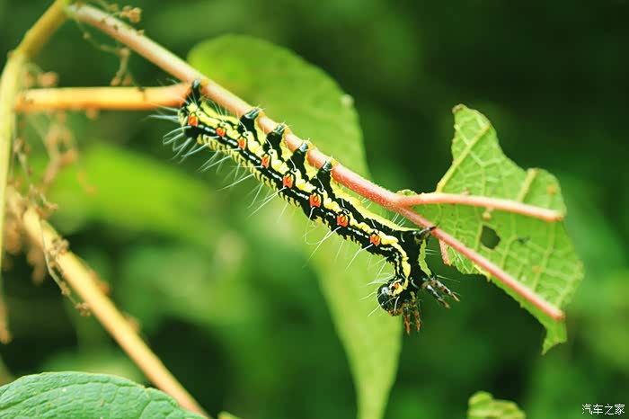 凤尾蝶幼虫,这个姿势是在要抱抱么