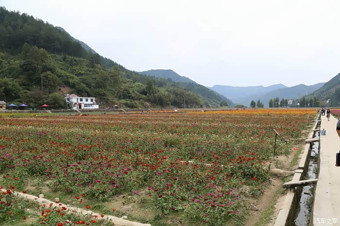 石浦花海,美女成群,相互辉映,各显风骚.