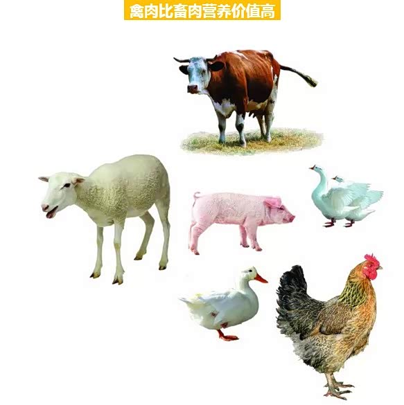 回复: 1 元论坛 鸡鸭鹅,猪牛羊,哪种肉营养价值更高?