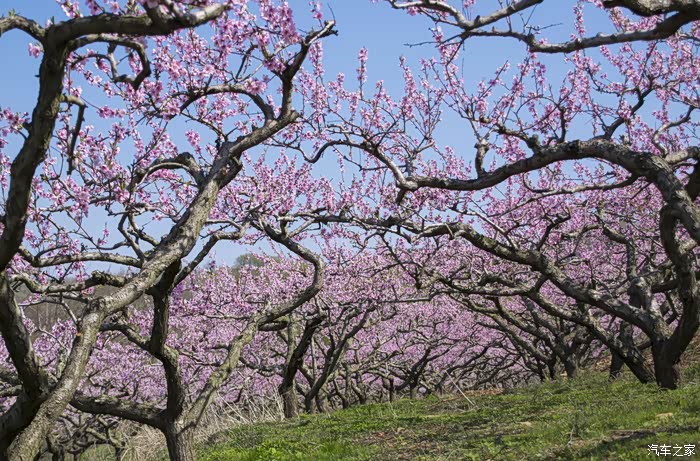 桃树这独特的形状是一种不一样的美