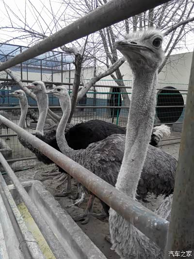 昨天,南通奇瑞车友们开沙岛年会小聚