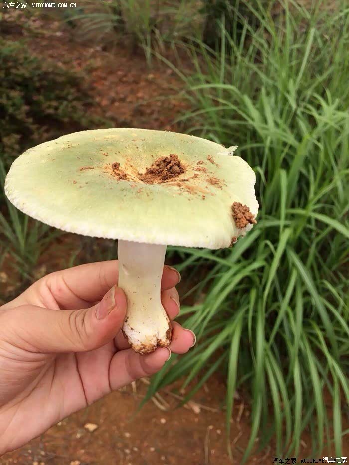 这是绿豆菇? 中毒太深的样