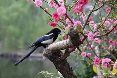 国庆节开门见喜"喜鹊登枝"