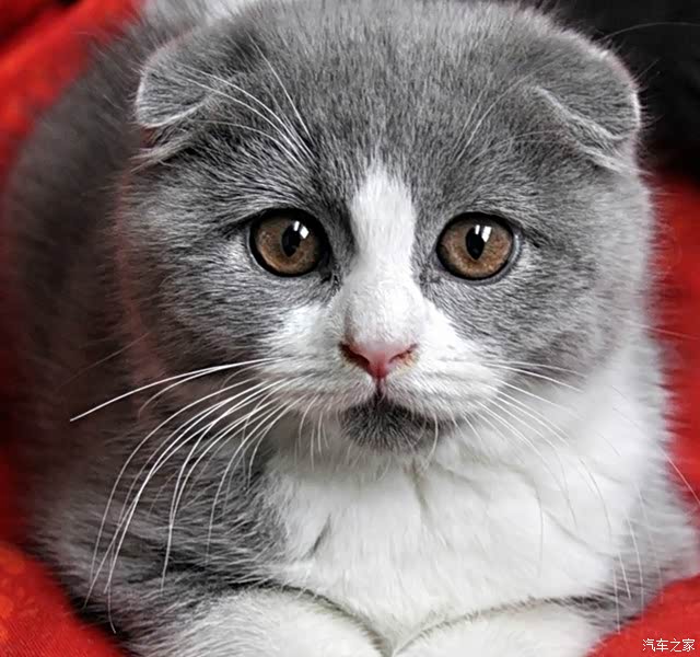 最初这只猫取名为susie,它便是苏格兰折耳猫