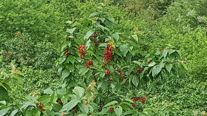 有没有去璧山云雾山樱桃谷摘樱桃的?