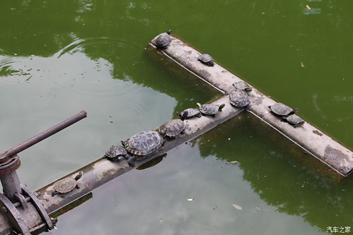 去齐云塔院路上所见,放生池里的巴西龟
