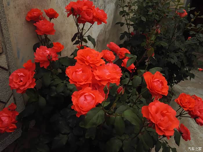 月季花开我的楼兰