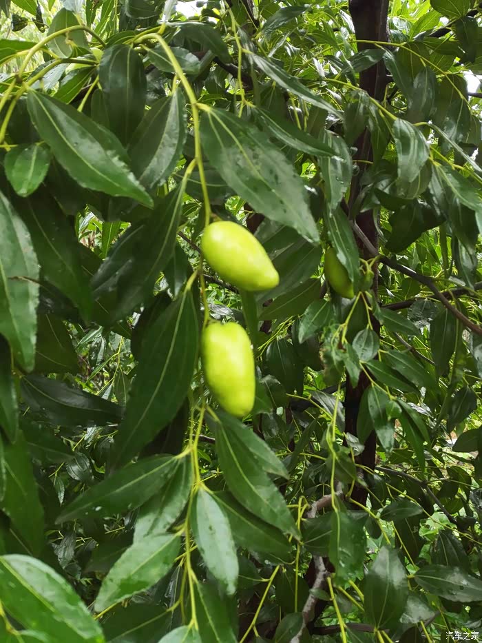 辣椒枣像不像马奶,所以俗称"妈妈枣"