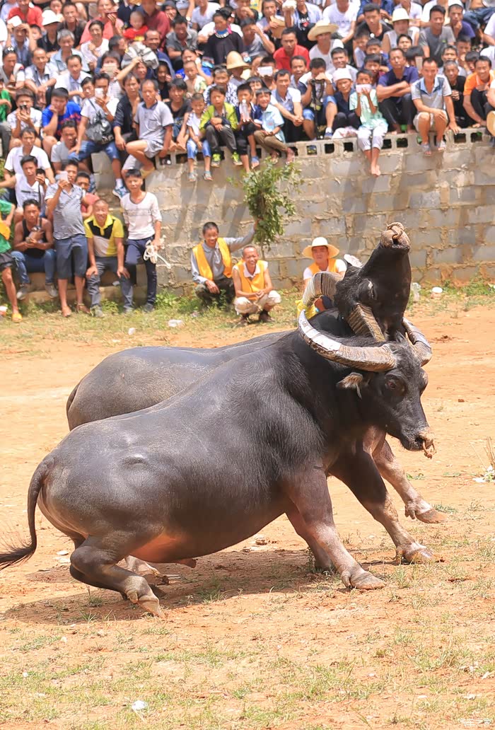 汽车之家广西摄友会三江从江游记关键词狼影芭莎斗牛