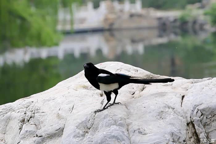 国庆节开门见喜喜鹊登枝