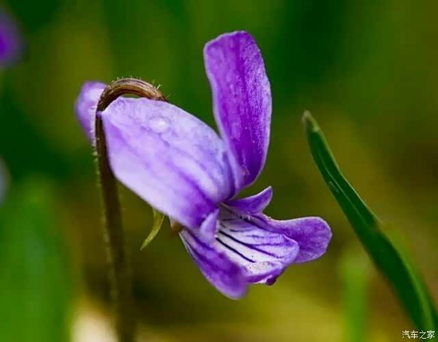 诚实之花紫花地丁