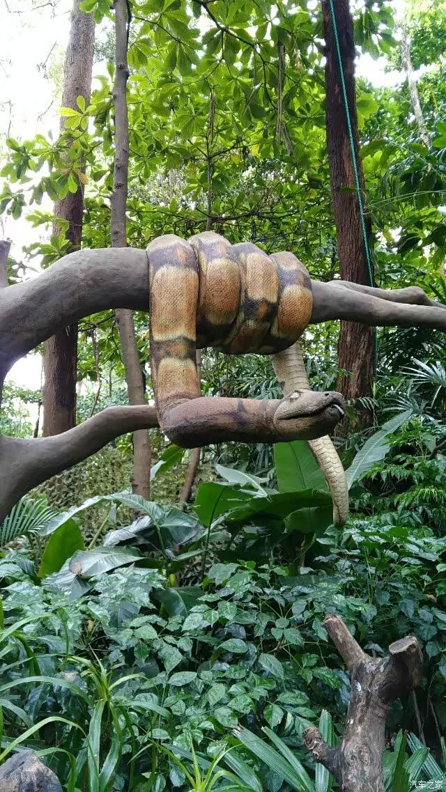 【图】广州番禺长隆自驾一天游_自驾游论坛_汽车之家论坛