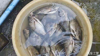 咸水(海水)罗非鱼