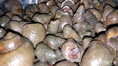 端午节黄焖田螺