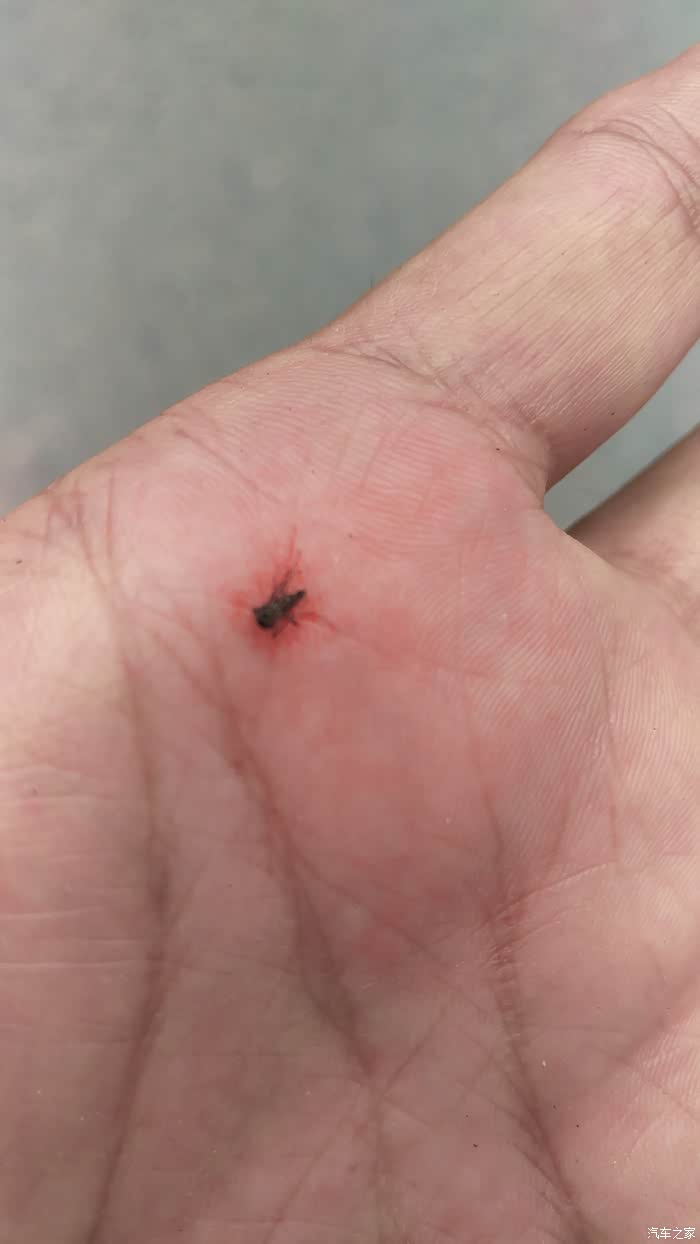 小蛟子相当多!还很厉害