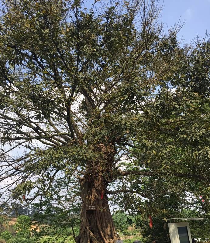 众泰小六游西来古镇见证千年大榕树