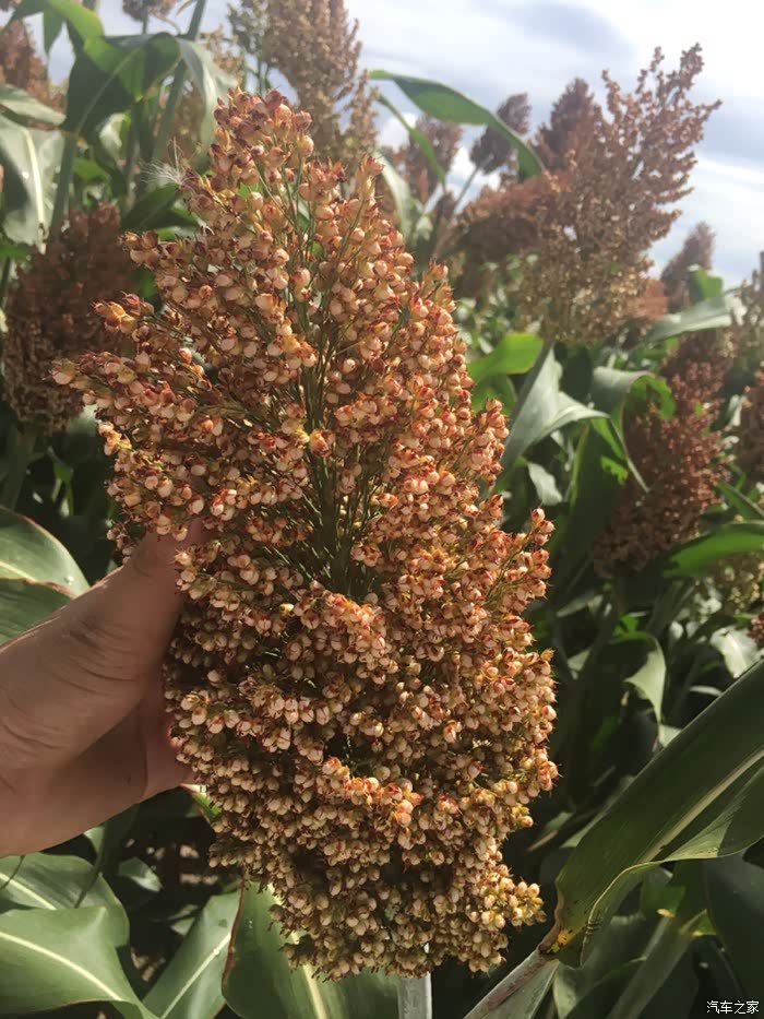 景逸保养自己搞定啦换机油汽油过滤器